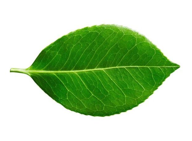 Buchu leaf in Predstonorm capsules