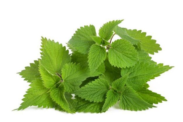 nettle extract in Predstonorm capsules