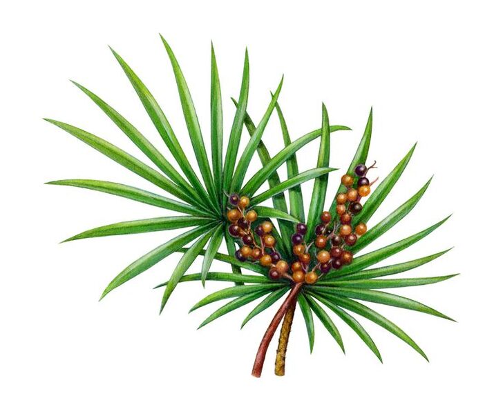 saw palmetto extract in Predstonorm capsules